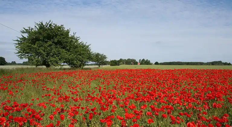 Holiday home in Barnekow