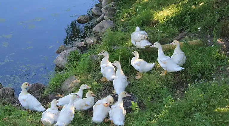 Gårdhus i Robertsdorf