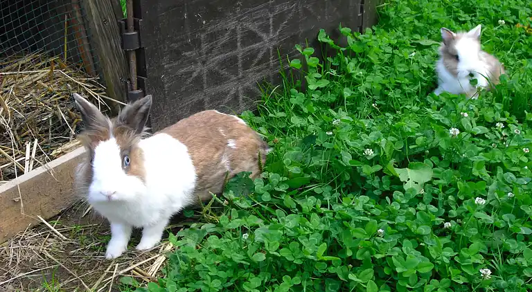 Ferienwohnung in Schwarzwald