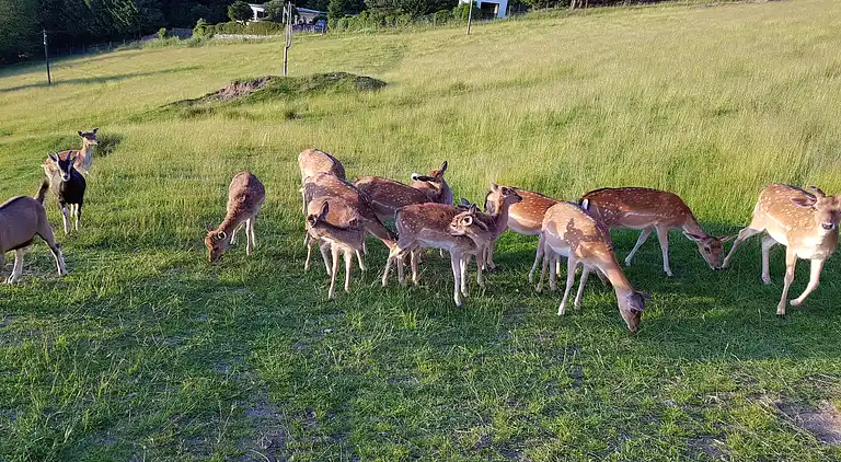 Sommerhus i Schöfweg