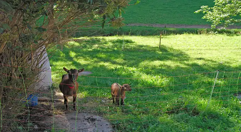 Ferienwohnung in Schwarzwald