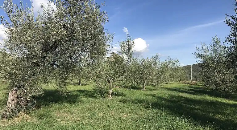 Holiday home in Mantignana