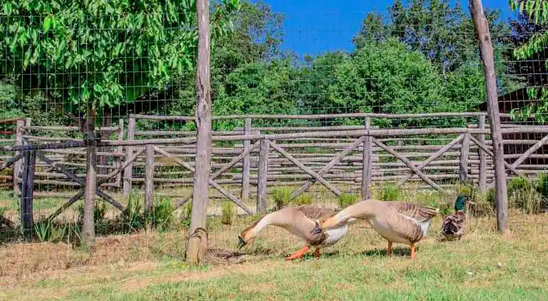 Hytte i Terranuova Bracciolini