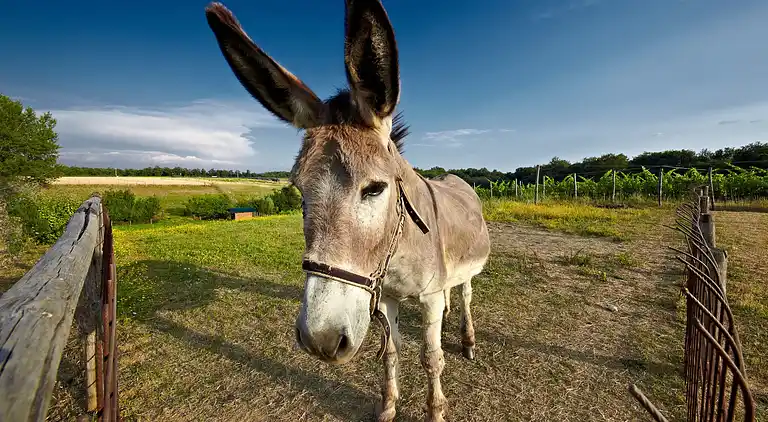 Hytte i Terranuova Bracciolini