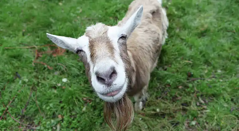 Sommerhus i Loosdrecht