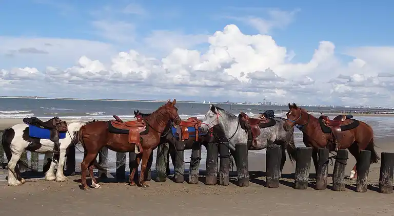 Ferienhaus in Schoondijke