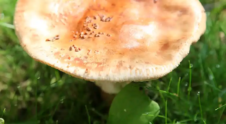 Sommerhus i Hooghalen