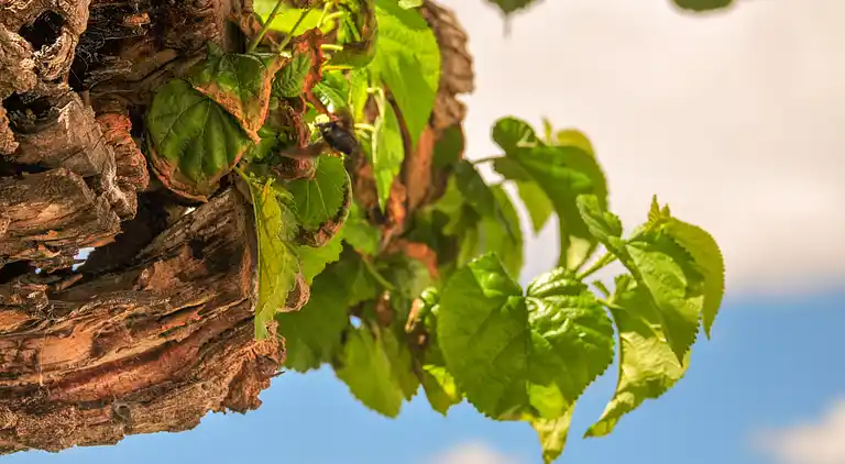 Holiday home in Vila Flor