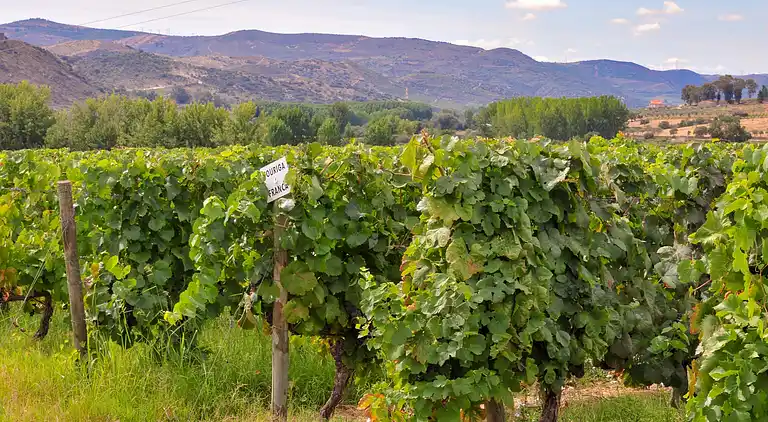 Holiday home in Vila Flor