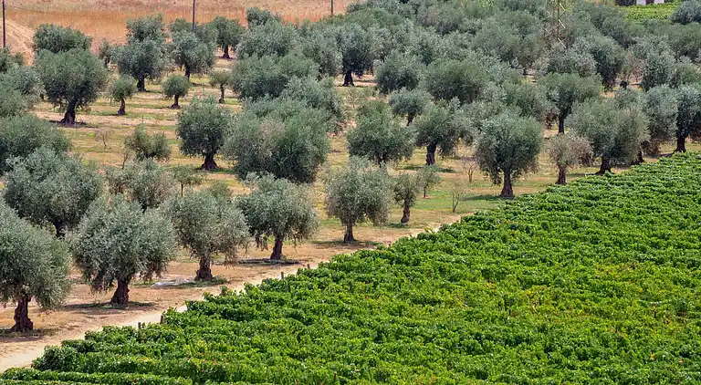 Holiday home in Vila Flor