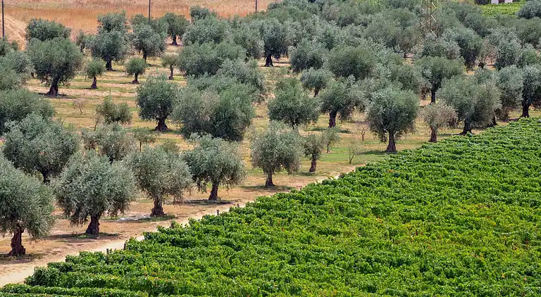 Holiday home in Vila Flor