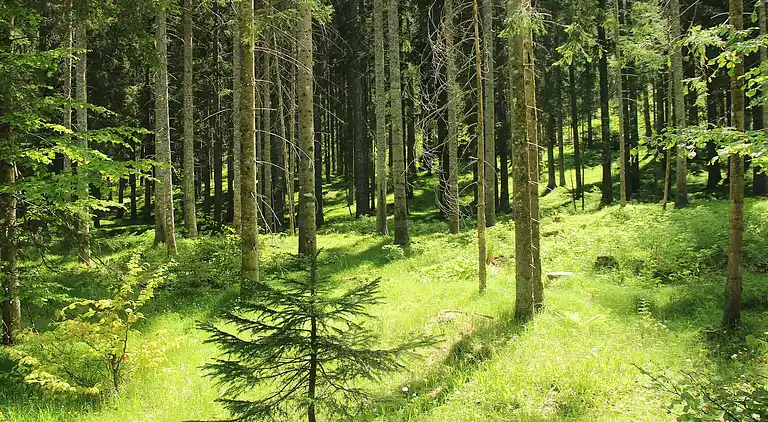 Ferielejlighed i Goreljek