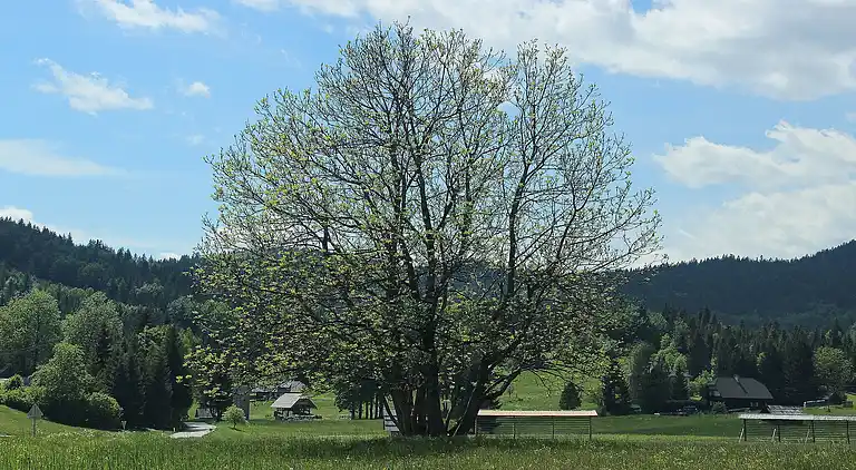 Ferielejlighed i Goreljek