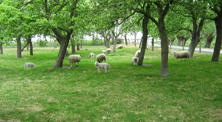 Gårdhus i Middelkerke