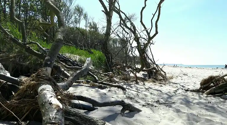 Apartment in Ahrenshoop