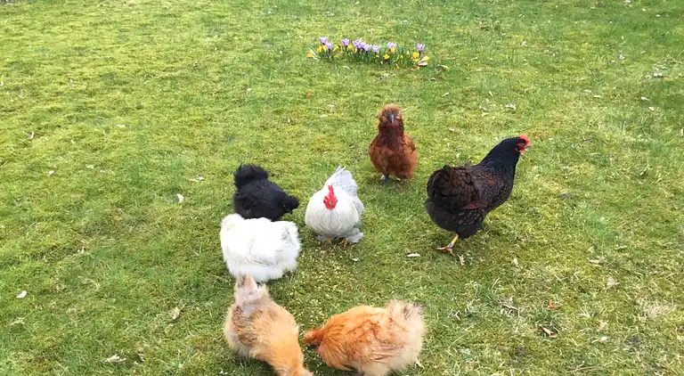 Ferielejlighed i Celle