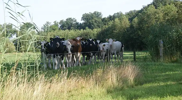 Sommerhus i Haaksbergen