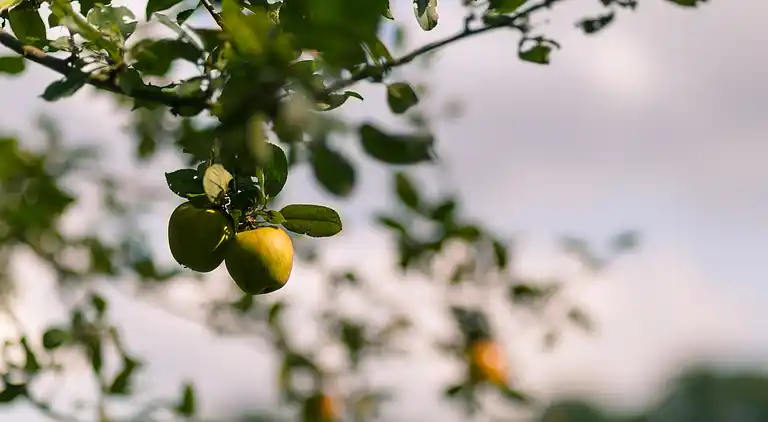 Sommerhus i Haaksbergen