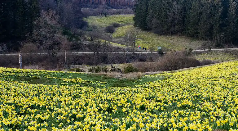 Holiday home in Büllingen
