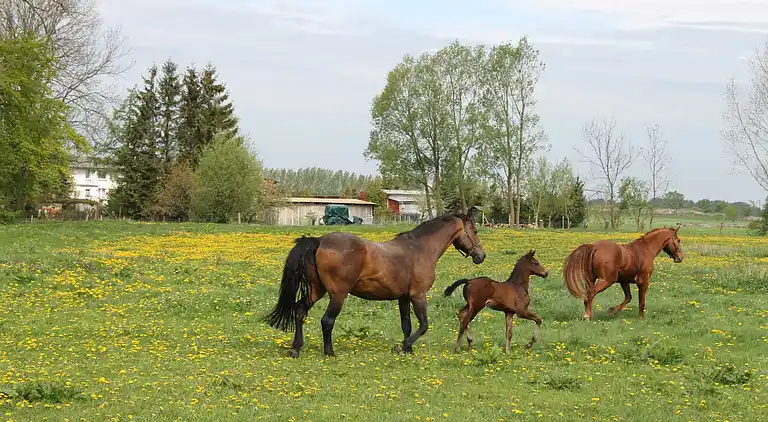 Ferielejlighed i Rerik