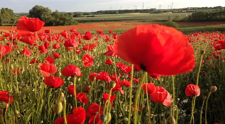 Apartment in Neubukow