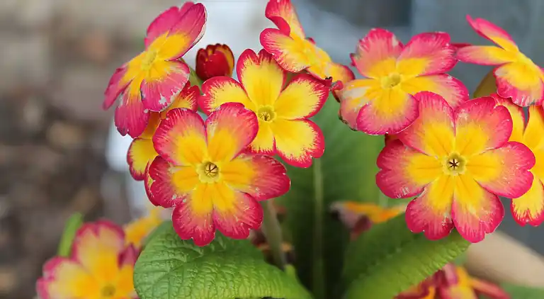 Apartment in Börgerende-Rethwisch