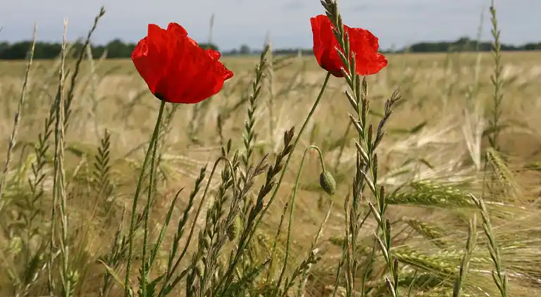 Apartment in Kröpelin