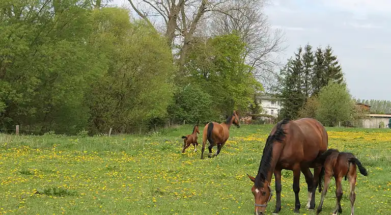Sommerhus i Buschmühlen