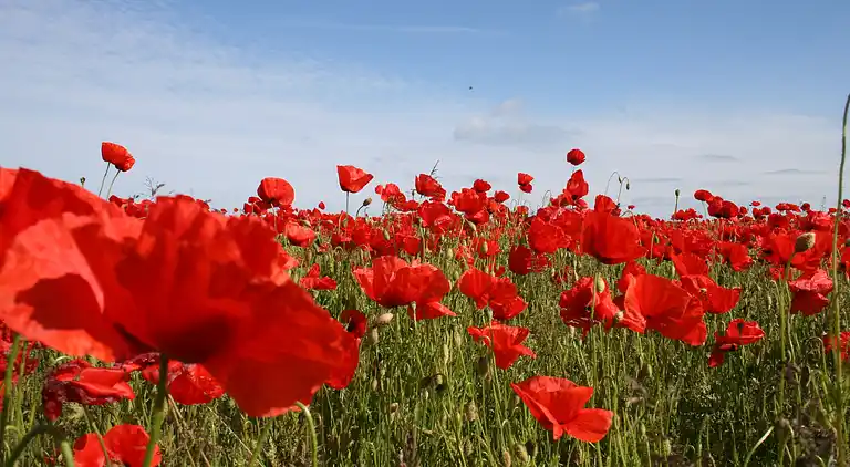 Bungalow in Kröpelin