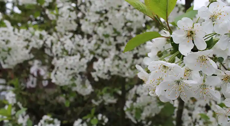 Apartment in Wischuer