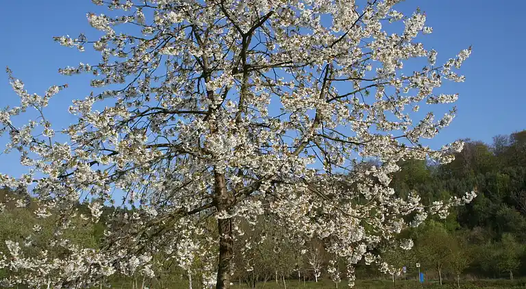 Ferielejlighed i Feriendorf Frankenau