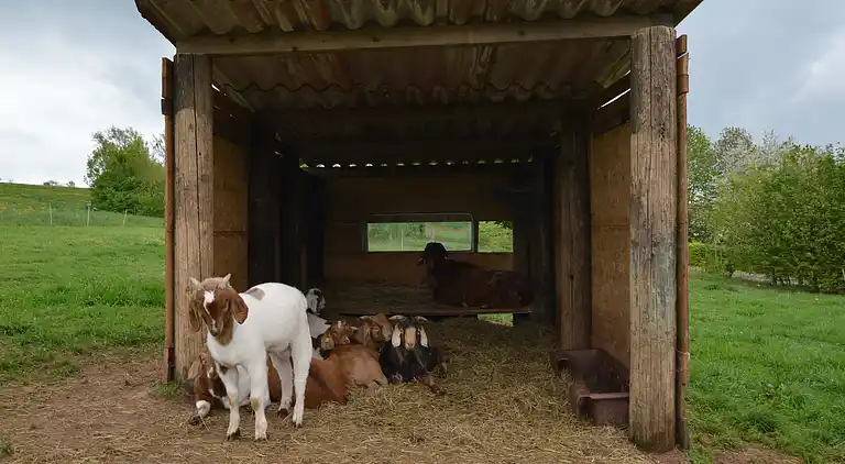 Ferielejlighed i Raskop