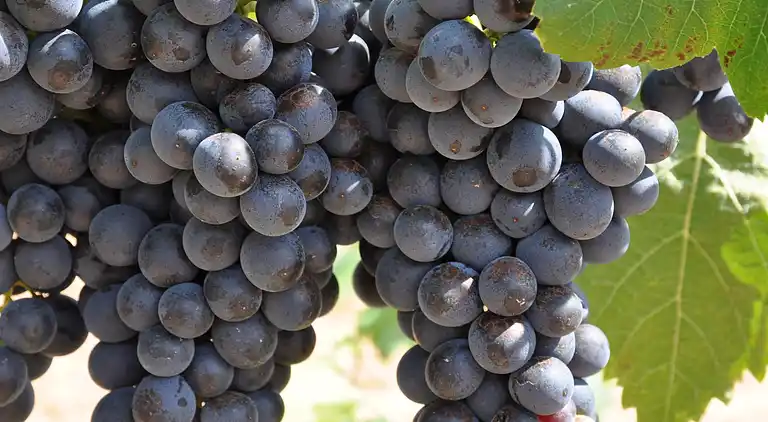 Holiday home in Sorède