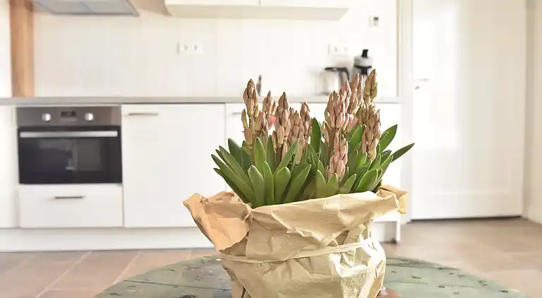 Sommerhus i Callantsoog