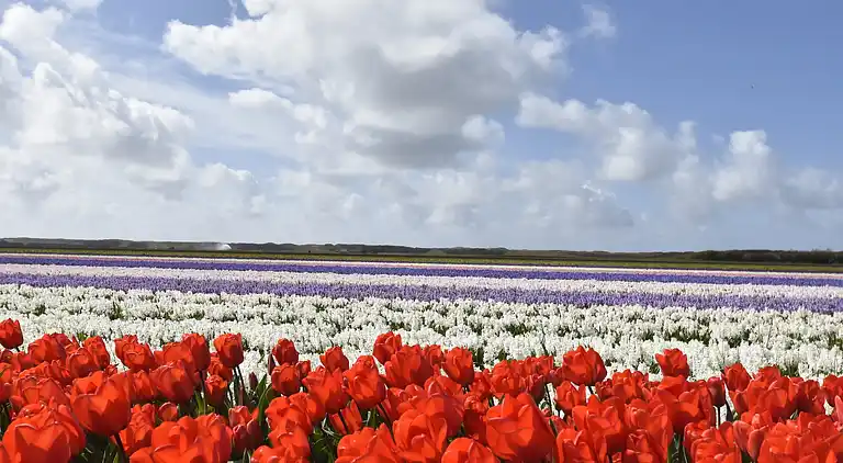 Ferielejlighed i Callantsoog