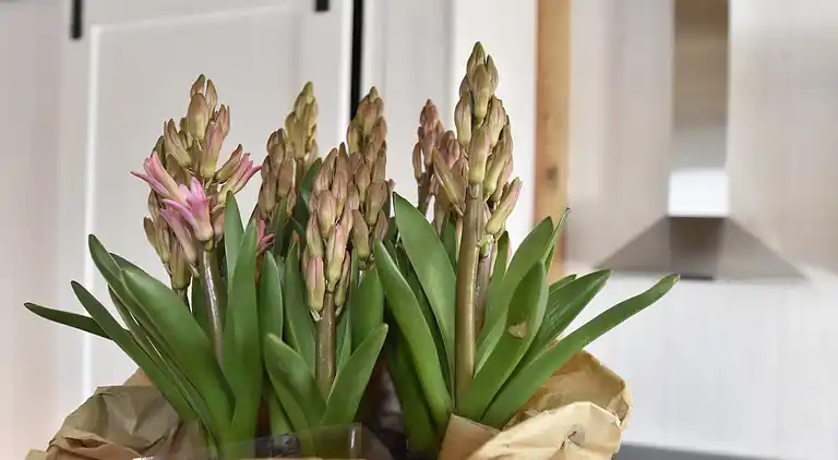 Sommerhus i Callantsoog