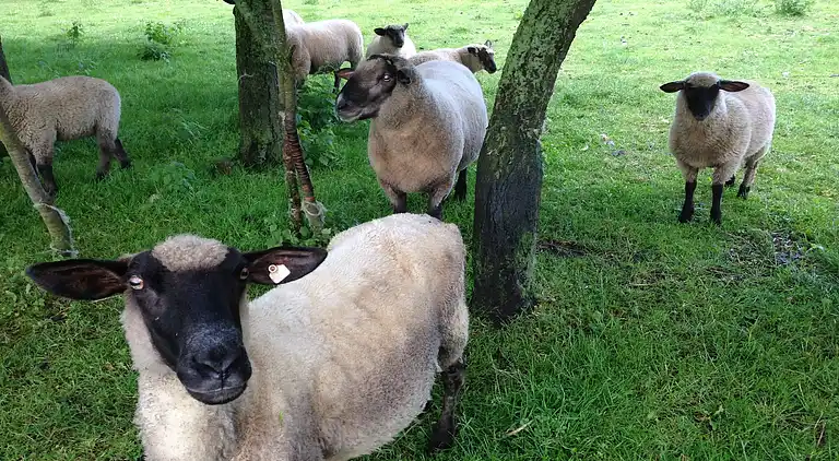 Holiday home in Neu Poserin