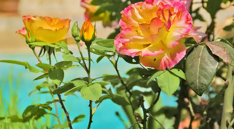 Villa i Saint-Paul-de-Vence