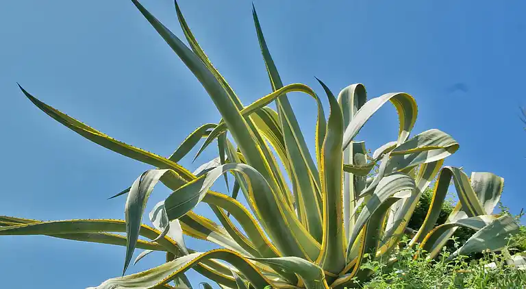 Villa i Sainte-Maxime