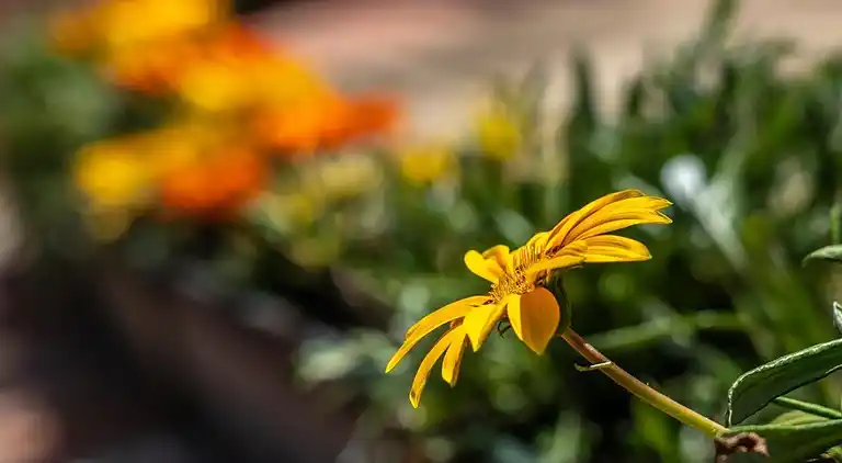 Cottage in Argençola