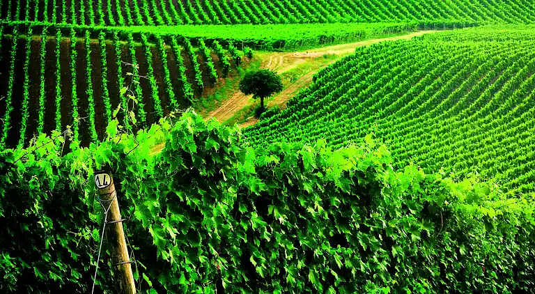 Holiday home in Predappio