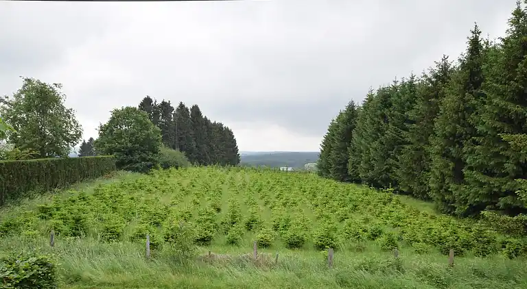 Ferielejlighed i Carlsbourg