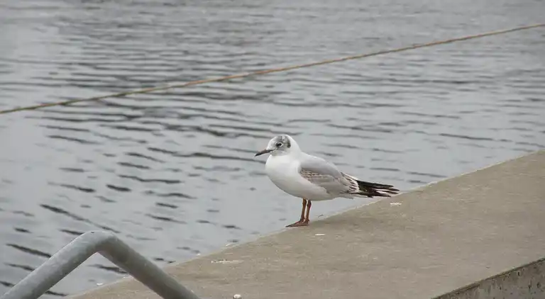 Apartment in Neuburg