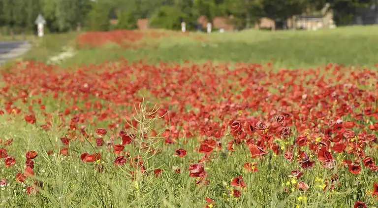 Apartment in Alt Bukow