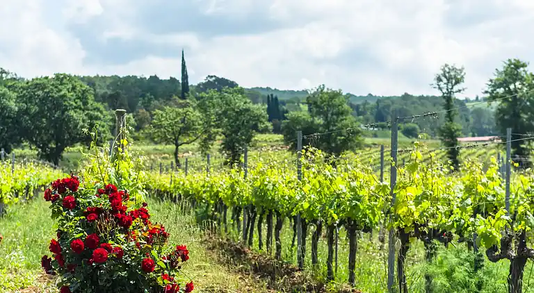 Villa en Saint-Antonin-du-Var