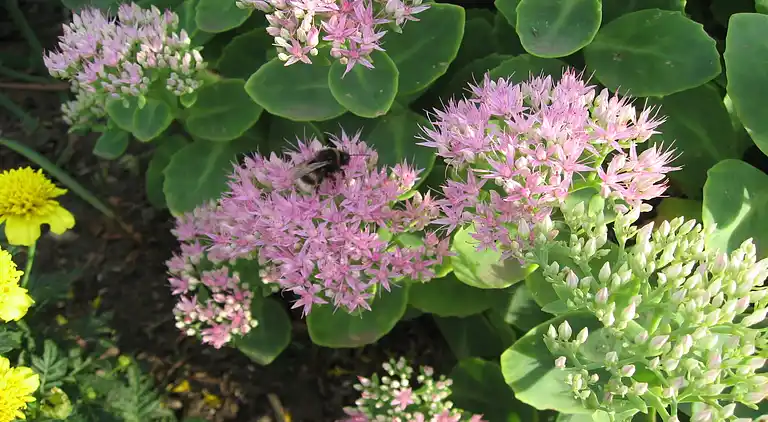 Bungalow in Kröpelin