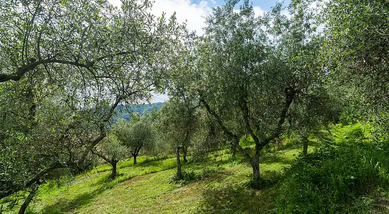 Holiday home in Pescia