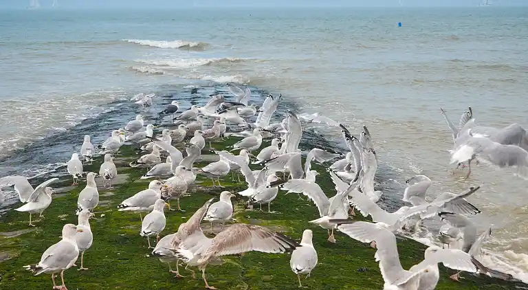 Ferielejlighed i Middelkerke