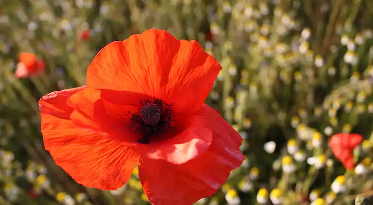 Apartment in Steffenshagen