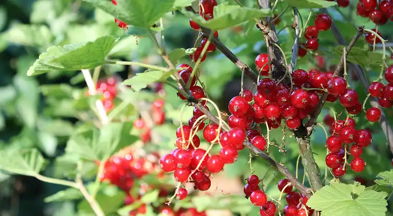 Farm house in Brusow